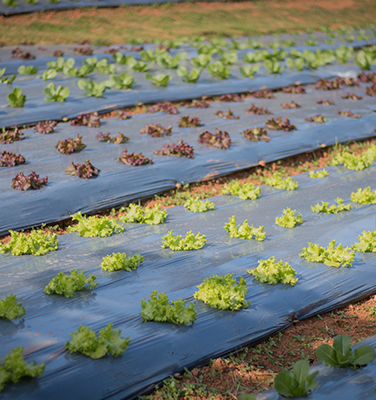 Agricultural Films